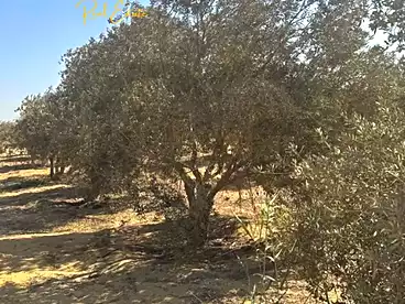 Farm For sale in Asyut Rd., El Fayoum, 29400 sqm