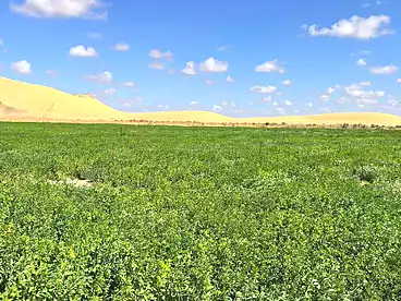 Land For sale in Mandishah Village, Bahariya Oasis, 130200 sqm