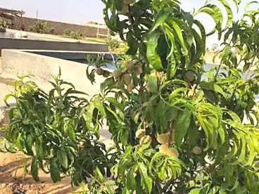 Farm For sale in 10th of Ramadan, Sharqia, 21000 sqm