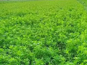 عقارات للبيع في بلاط، واحة الداخلة، 126000 متر