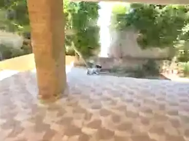 فلل للبيع في شارع مسجد الصالحين، البيطاش، 260 متر