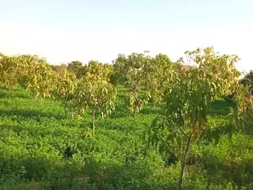 Farm For sale in Faisal, Suez, 4200 sqm