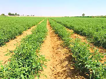 Farm For sale in Compound in Alex-Cairo Desert Road, Cairo - Alexandria Desert Road, 168000 sqm