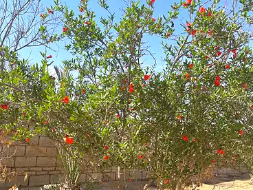 أرض مباني سكنية للبيع في وادي النيل، الحزام الأخضر، 2000 متر