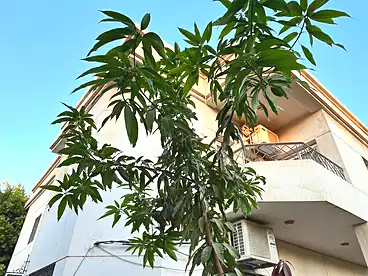 فلل للبيع في شارع أحمد رامي، المرحله الأولى، 491 متر