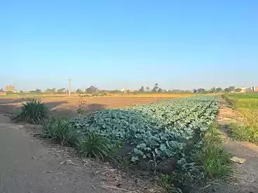 أرض زراعية للبيع في ميت القرشي، ميت غمر، 16100 متر