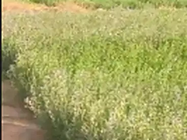 Land For sale in Abu Sweer, Ismailia, 201600 sqm
