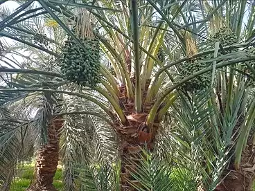 في حي طريق الداخلة، الواحات الخارجه، 4200 متر