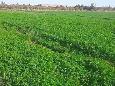 Land For sale in El Nagah, Badr, 38000 sqm