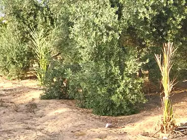 أرض زراعية للبيع في كاسكادا، مدينة سفنكس الجديدة، 48300 متر