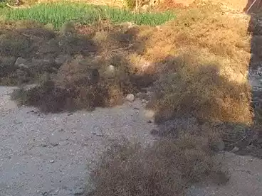 Land For sale in El Ikhlas St., El Mariotia, 233 sqm