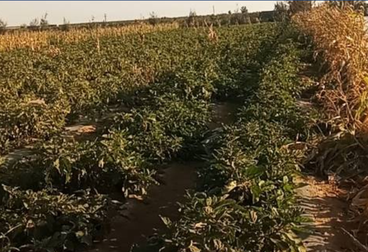 مزرعة 40 فدان للبيع في وادي النطرون