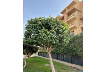 listing-image