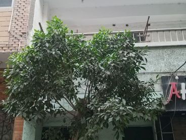 listing-image