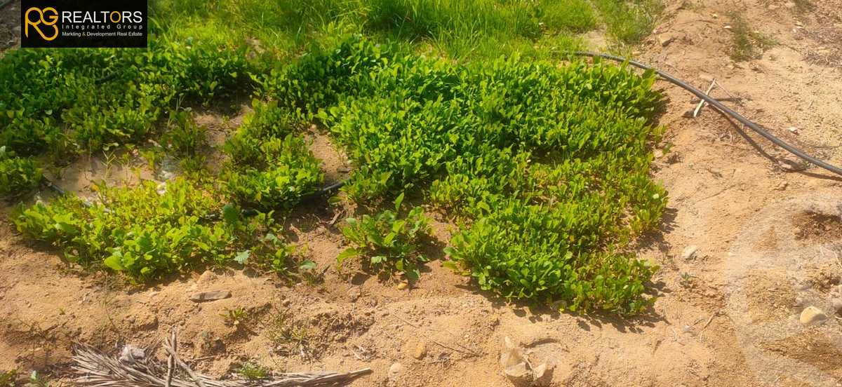 https://aqarmap.com.eg/ar/listing/4760330-for-sale-cairo-alex-cairo-desert-road-mdyn-sfnks-ljdyd-stella-di-mare-farms