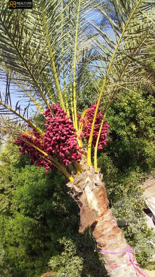 https://aqarmap.com.eg/en/listing/5221411-for-sale-cairo-el-sheikh-zayed-city-alex-cairo-desert-road-mdyn-sfnks-ljdyd-stella-di-mare-farms