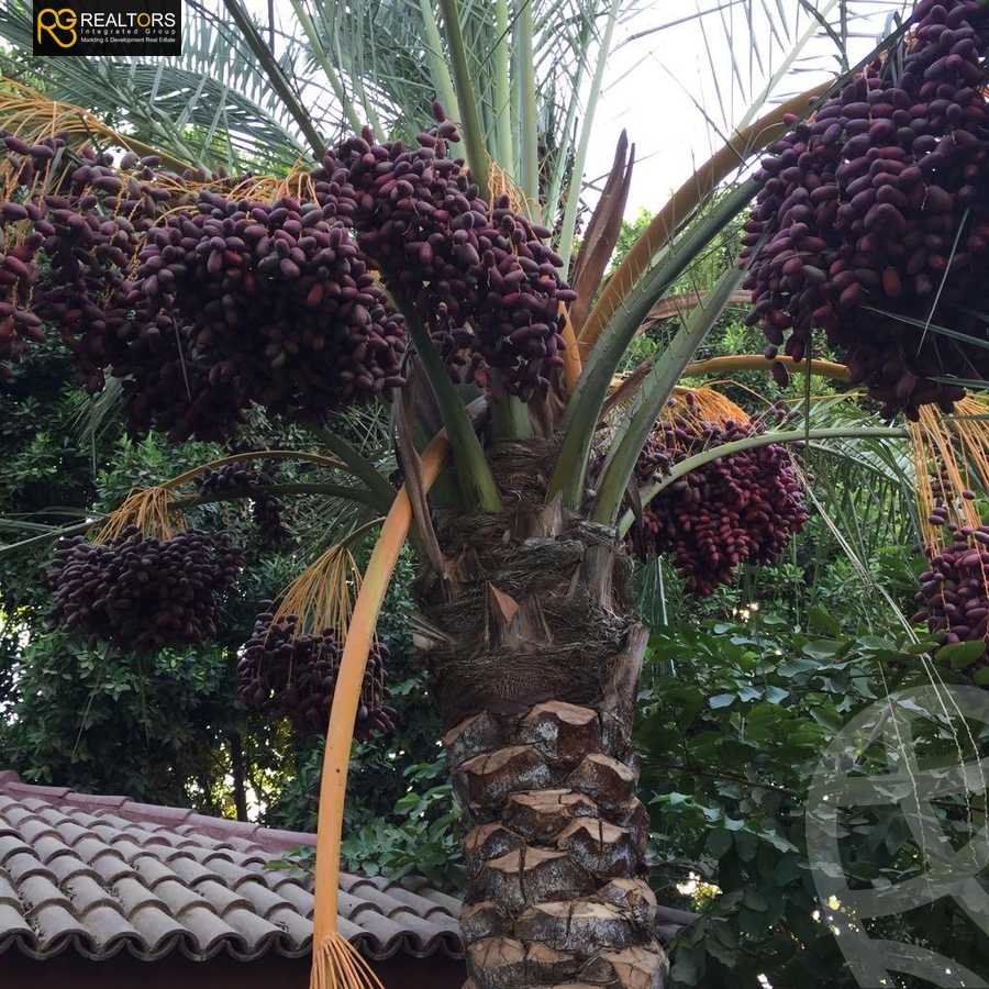 https://aqarmap.com.eg/ar/listing/5678050-for-sale-cairo-el-sheikh-zayed-city-alex-cairo-desert-road