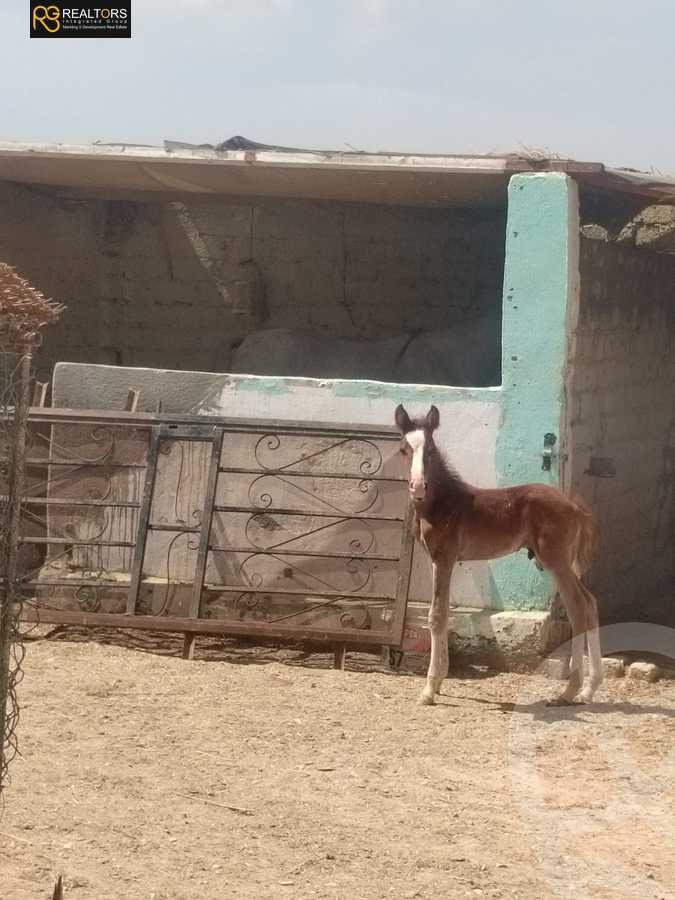 https://aqarmap.com.eg/en/listing/6387200-for-sale-beni-suef-mdyn-bny-swyf-ljdyd-tryq-lqhr-bny-swyf-lshrwy