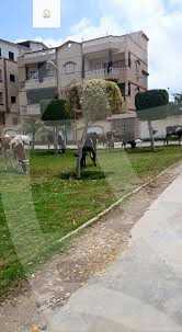 https://aqarmap.com.eg/en/listing/5738198-for-rent-cairo-new-cairo-first-settlement-neighbourhood-5-abd-el-fattah-el-kasri-st